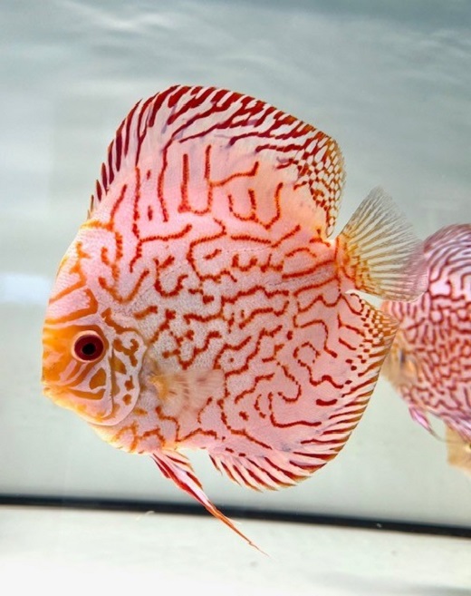 Pigeon blood blau rot 12 cm 